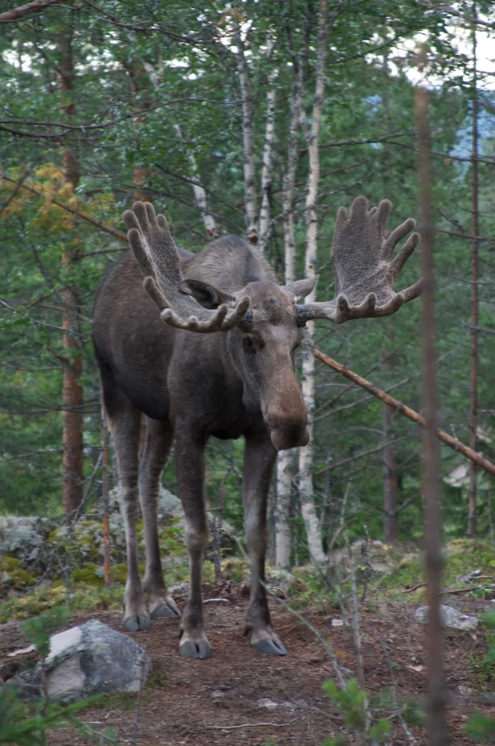 Moose Safari