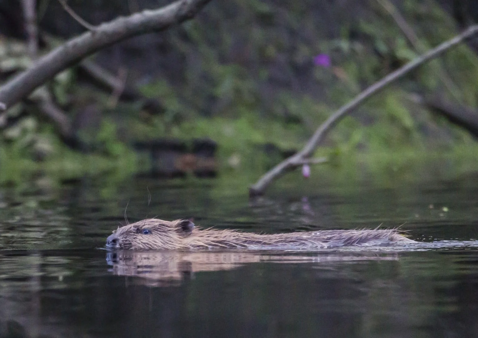 Beaver Safari