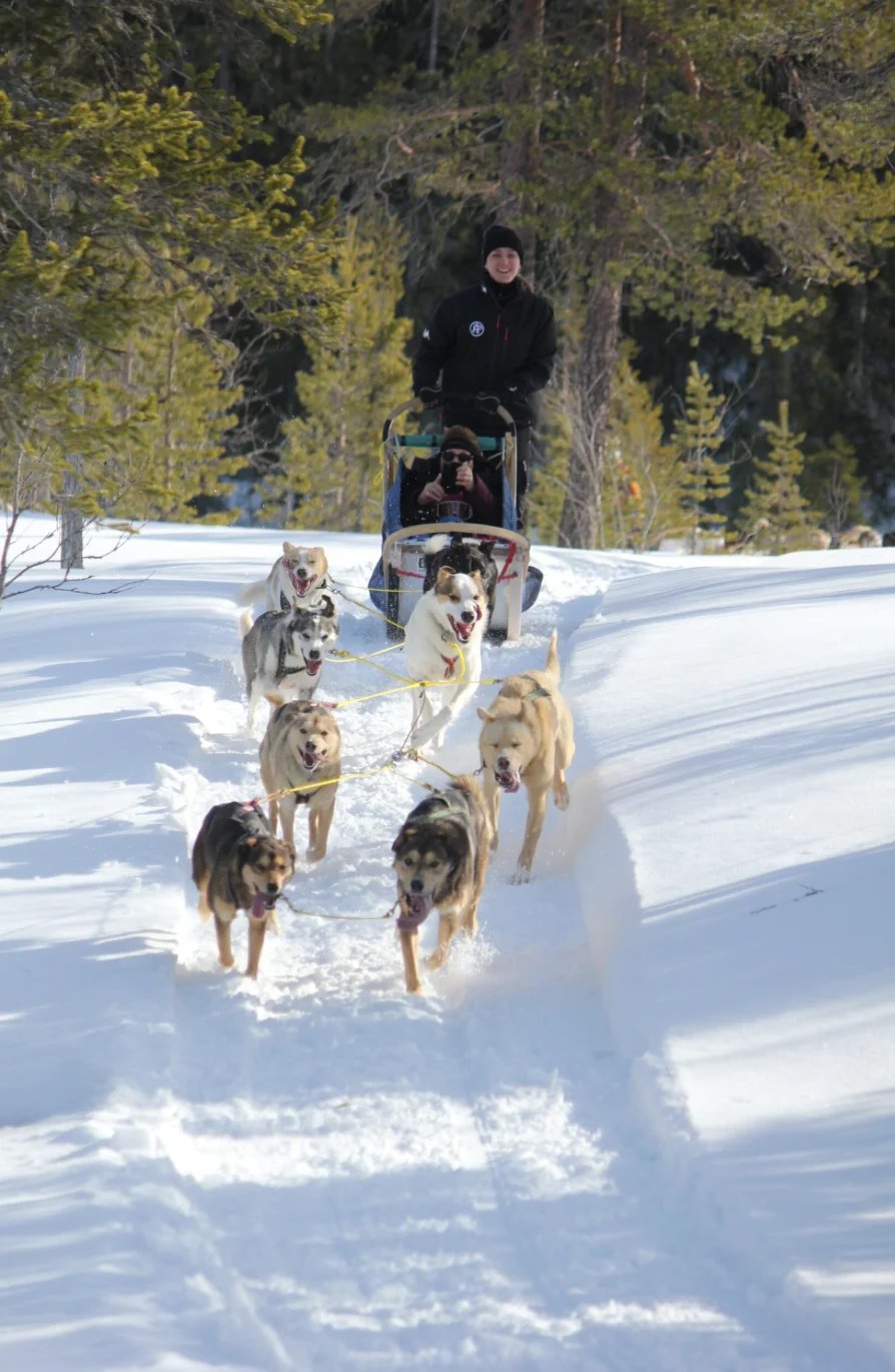 Drive Your Own Dogsled in Sälen